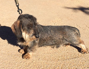 Criadores de Teckel de Pelo Duro.